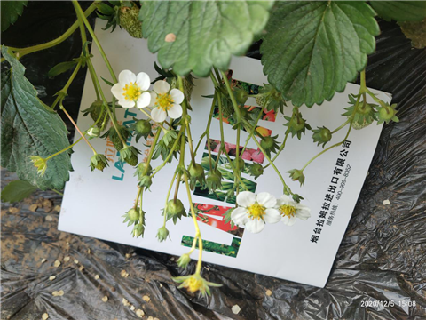 水溶肥，拉姆拉，翠姆