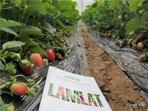 水溶肥，拉姆拉，翠姆