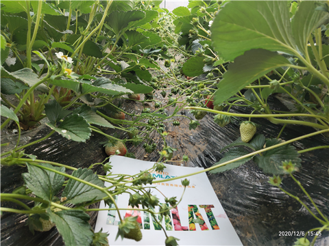 水溶肥，拉姆拉，翠姆