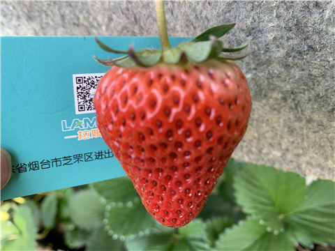 水溶肥，拉姆拉，翠姆