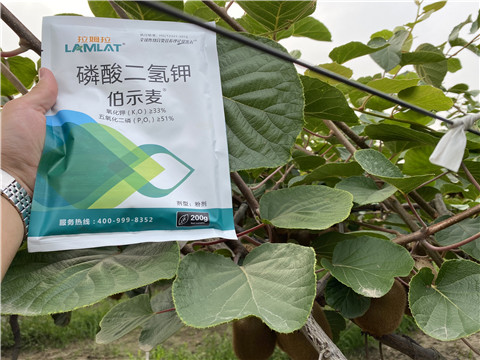 磷酸二氫鉀，拉姆拉，伯示麥