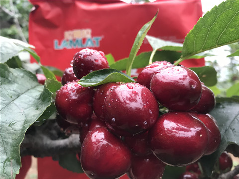 大量元素水溶肥，拉姆拉，翠姆