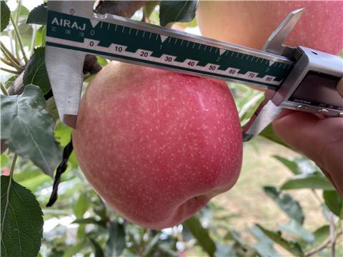 沖施肥，拉姆拉，翠姆