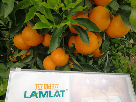 葉面肥，拉姆拉，翠姆