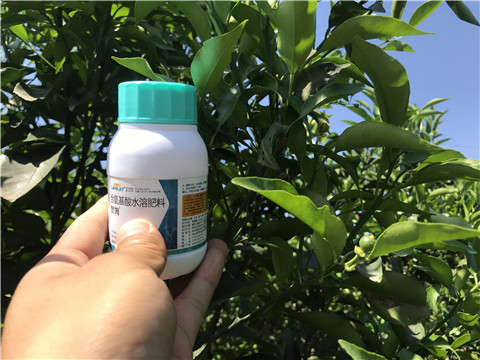 葉面肥，拉姆拉，翠姆