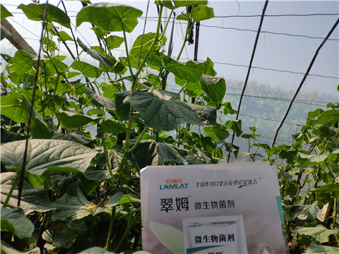 水溶肥，拉姆拉，翠姆