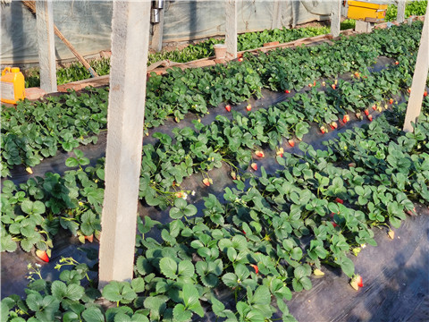 水溶肥，拉姆拉，翠姆