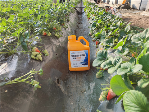 水溶肥，拉姆拉，翠姆