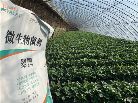 微生物菌劑，拉姆拉，翠姆