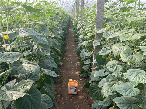 作物施肥管理，拉姆拉，翠姆