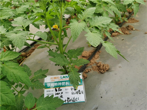 水溶肥，拉姆拉，翠姆