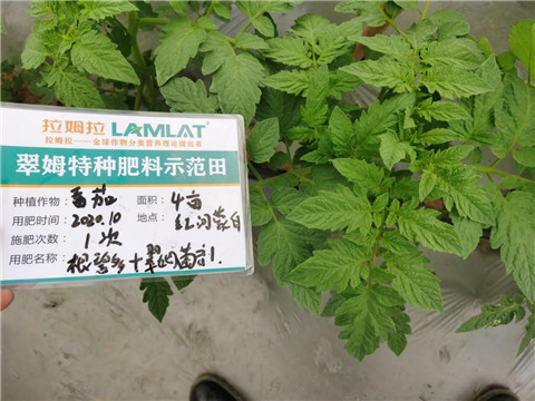 水溶肥，拉姆拉，翠姆