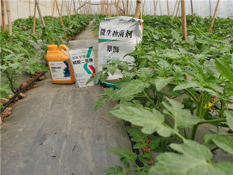 水溶肥，拉姆拉，翠姆