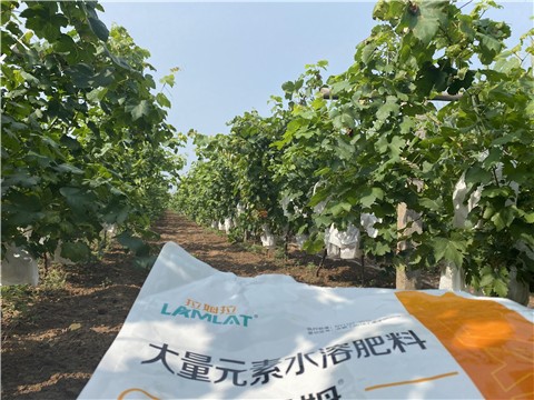 大量元素水溶肥，拉姆拉，翠姆