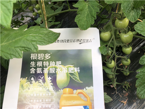 水溶肥，拉姆拉，翠姆