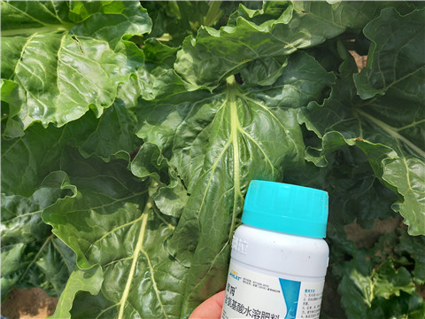 水溶肥，拉姆拉，翠姆