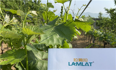 進(jìn)口水溶肥，拉姆拉，翠姆