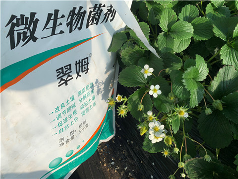 微生物菌劑，拉姆拉，翠姆