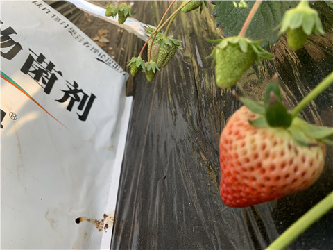 微生物菌劑，拉姆拉，翠姆