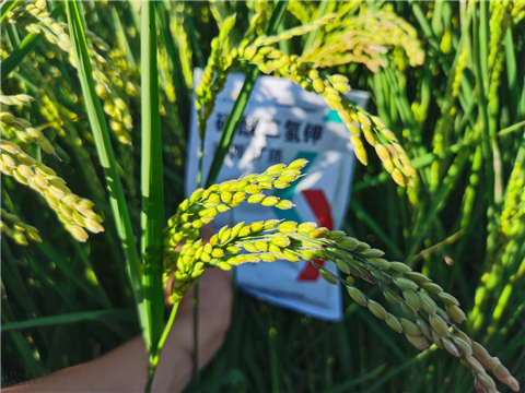 磷酸二氫鉀，拉姆拉，翠姆