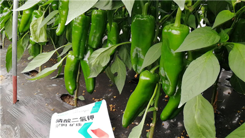 磷酸二氫鉀，拉姆拉，翠姆