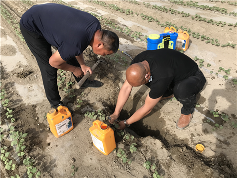 葉面肥，拉姆拉，翠姆