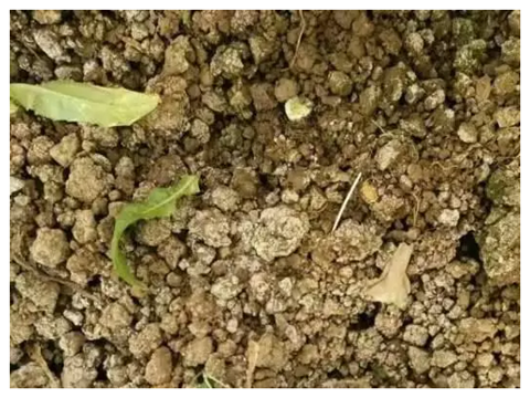 水溶肥，拉姆拉，翠姆