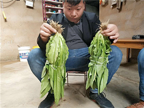 水溶肥，拉姆拉，翠姆