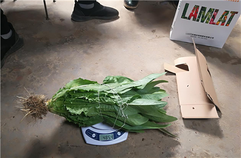 水溶肥，拉姆拉，翠姆