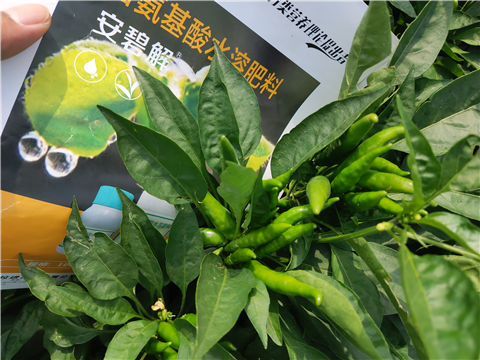 水溶肥，拉姆拉，翠姆