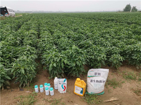 水溶肥，拉姆拉，翠姆