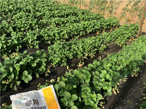 水溶肥，拉姆拉，翠姆