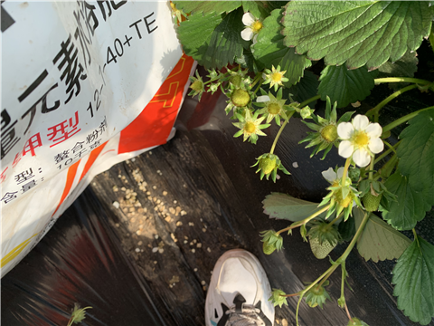 水溶肥，拉姆拉，翠姆