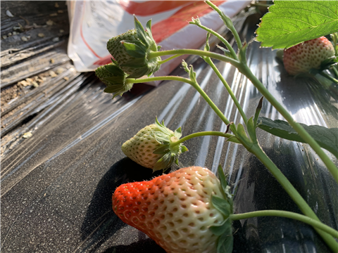 水溶肥，拉姆拉，翠姆