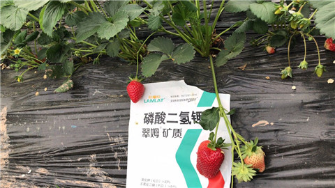 磷酸二氫鉀，拉姆拉，翠姆