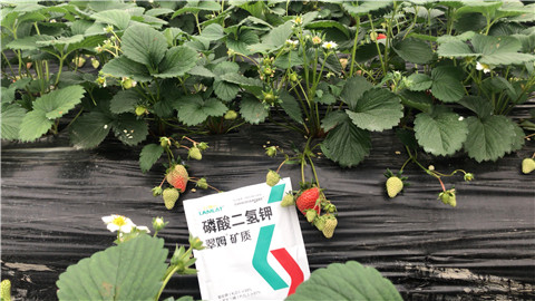 磷酸二氫鉀，拉姆拉，翠姆