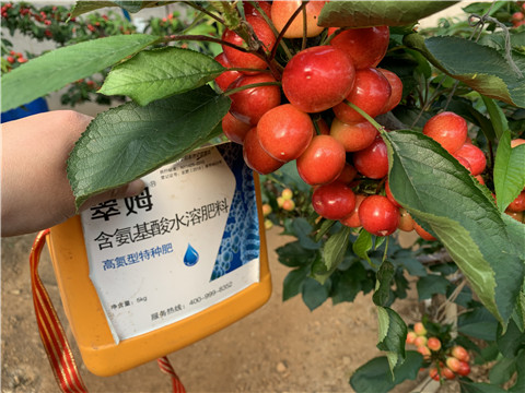 水溶肥，拉姆拉，翠姆