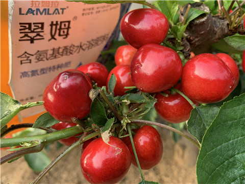 水溶肥，拉姆拉，翠姆