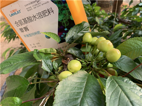 氨基酸水溶肥，拉姆拉，翠姆