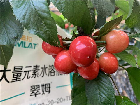 大量元素水溶肥，拉姆拉，翠姆