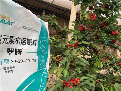 大量元素水溶肥，拉姆拉，翠姆