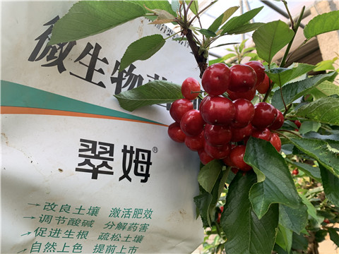 水溶肥，拉姆拉，翠姆