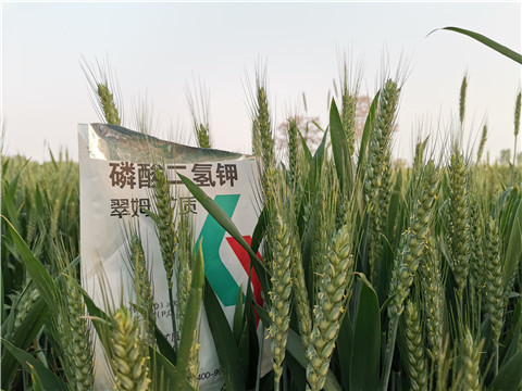 水溶肥，拉姆拉，翠姆