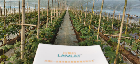 水溶肥，拉姆拉，翠姆