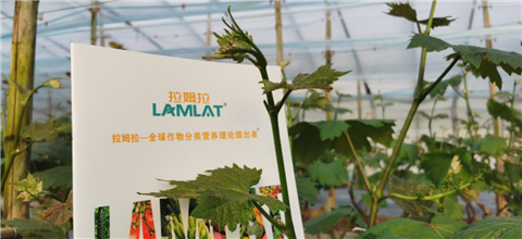 水溶肥，拉姆拉，翠姆