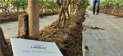 水溶肥，拉姆拉，翠姆