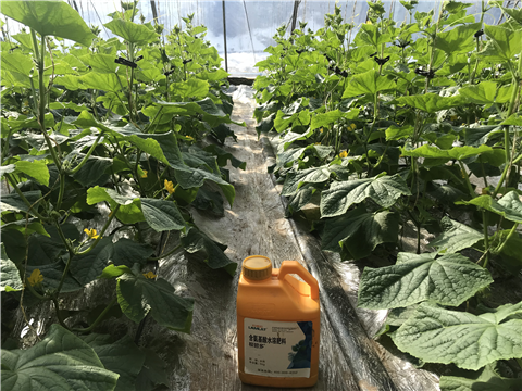 水溶肥，拉姆拉，翠姆