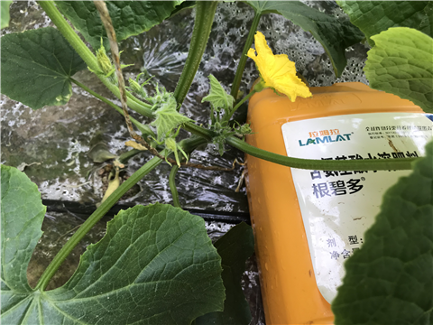 水溶肥，拉姆拉，翠姆