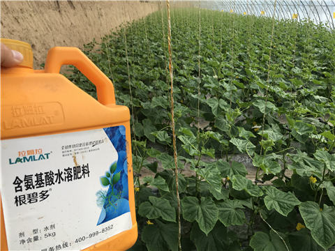 水溶肥，拉姆拉，翠姆