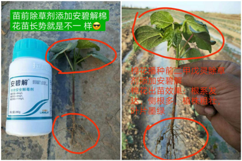 安碧解，拉姆拉，翠姆